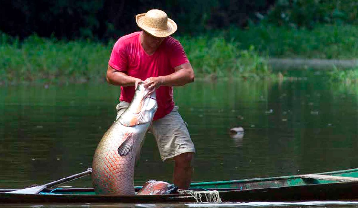 Pesca do pirarucu - Foto: Bruno Kelly