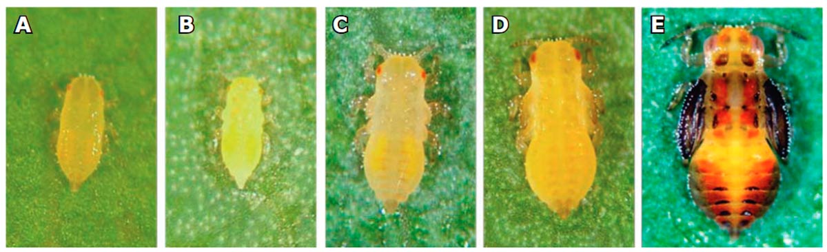 Ninfas de de Glycaspis brimblecombei de 1° ao 5° instar - A: 1º instar: coloração amarela, 3 segmentos antenais; B: 2º instar: coloração amarela, 3 segmentos antenais; C: 3º instar: coloração amarela, 5 segmentos antenais; D: 4º instar: coloração varia amarelo ao laranja, 7 segmentos antenais; E: 5º instar: coloração varia do laranja, amarelo ao verde, 9 segmentos antenais - Foto: IPEF