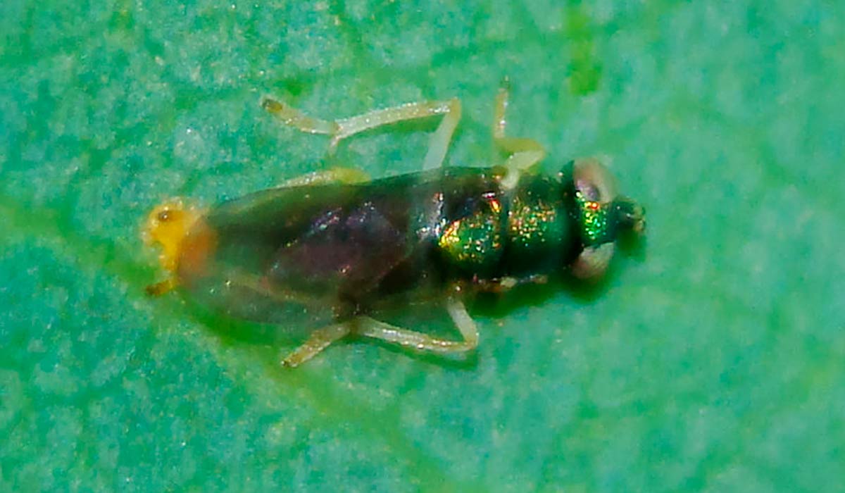 A vespinha parasitoide australiana (Psyllaephagus bliteus) que controla o psilídeo-de-concha (Glycaspis brimblecombei) - Foto: Valter Jacinto