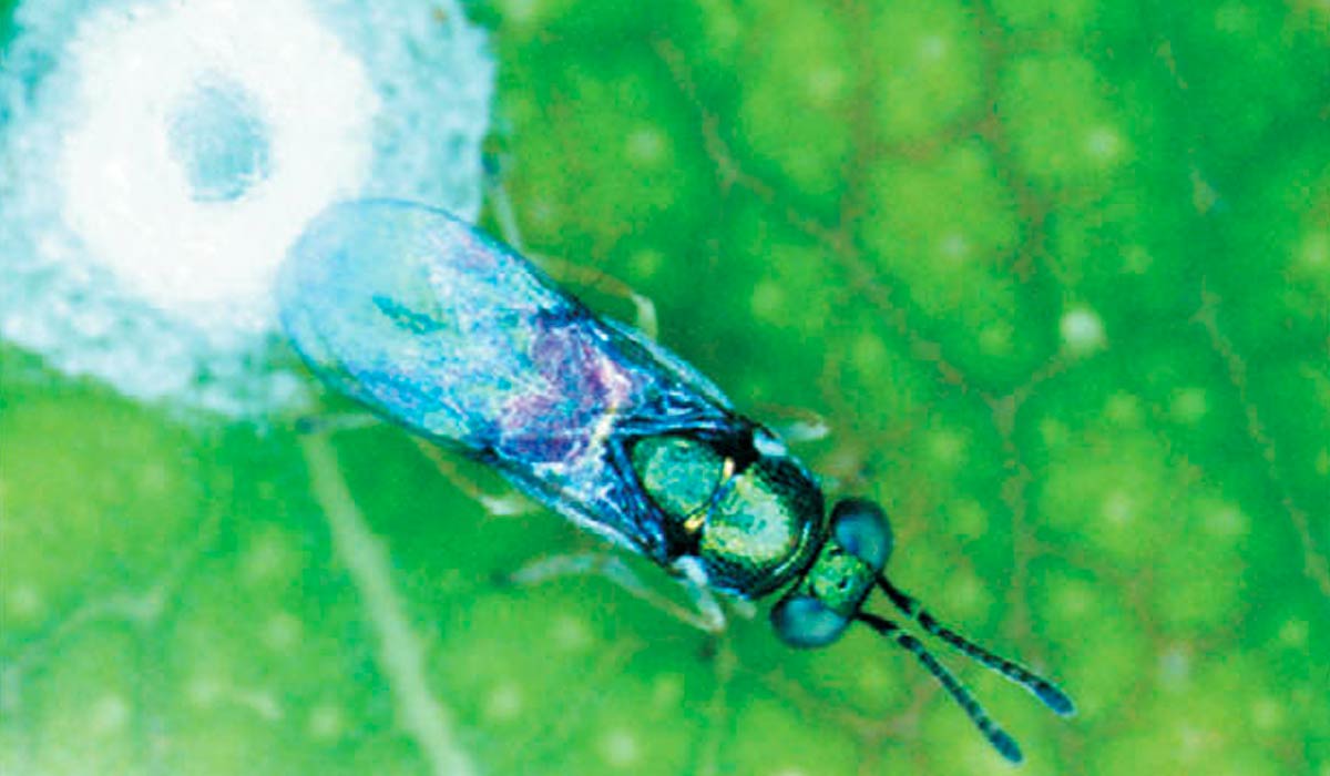 A vespa parasitoide Psyllaephagus bliteus ovipositando em uma ninfa de Glycaspis brimblecombei, através da concha