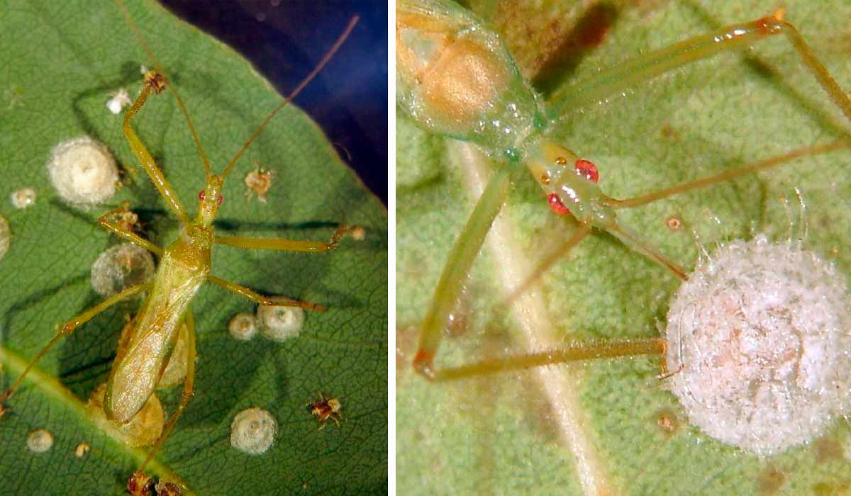 O percevejo Atopozelus opsimus predando ninfas de Glycaspis brimblecombei