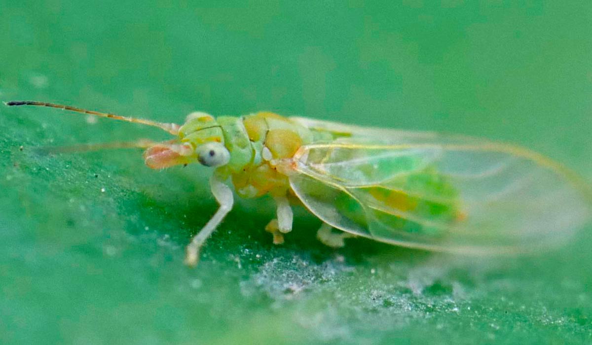 O psilídeo-de-concha (Glycaspis brimblecombei)