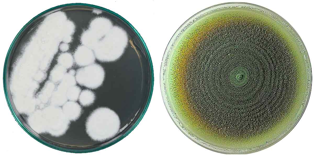 Os fungos entomopatogênicos Beauveria bassiana e Metarhizium anisopliae