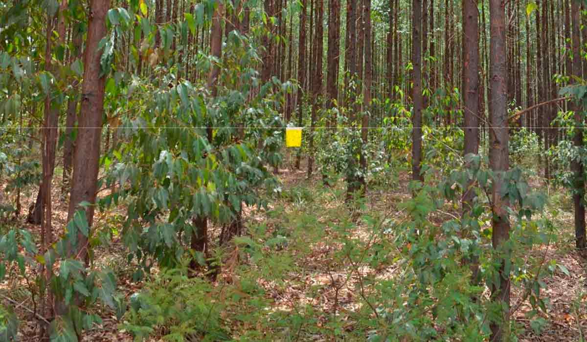 Armadilha adesiva amarela, utilizada no monitoramento do psilídeo-de-concha (Glycaspis brimblecombei) em talhão de eucalipto