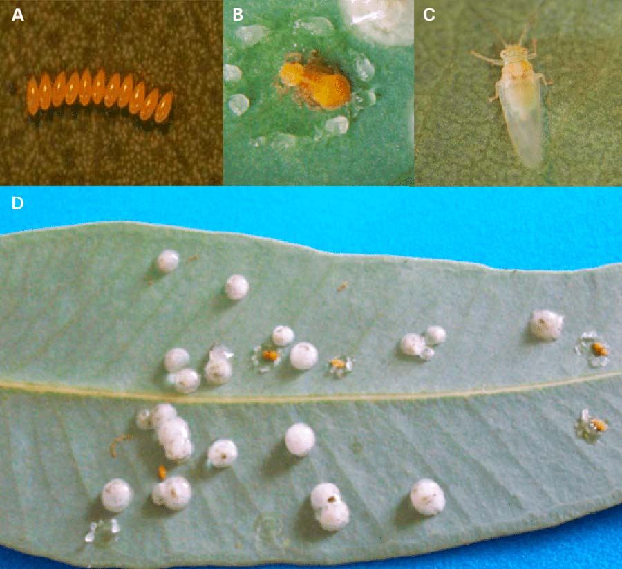 Glycaspis brimblecombei em Eucalyptus spp. - A-Ovos; B-Ninfa; C-Adulto; D-Infestação em folha de eucalipto