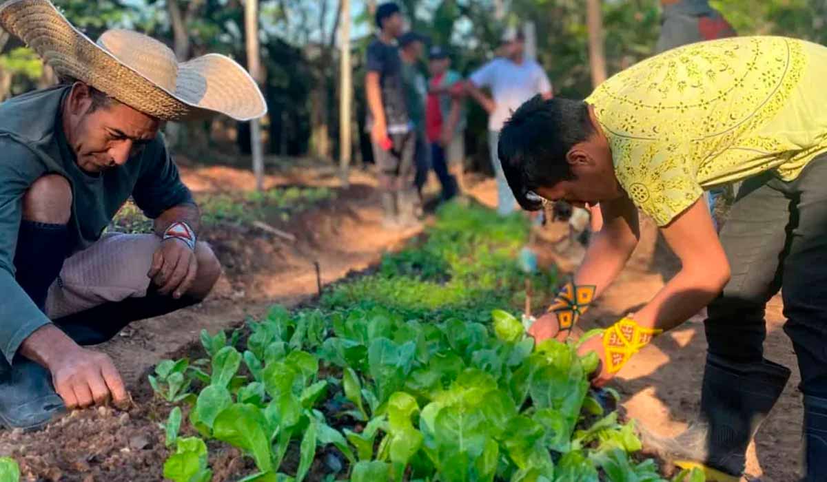 Indígenas recebendo assistência dos Agentes Agroflorestais Indígenas (AAFIs) - Foto: Ila Verus/CPI