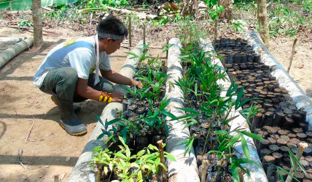 Agente Agroflorestal Indígena (AAFI) trabalhando na produção de mudas, Terra Indígena Kaxinawa da Praia do Carapanã, Tarauacá-Acre - Foto: Paula Lima