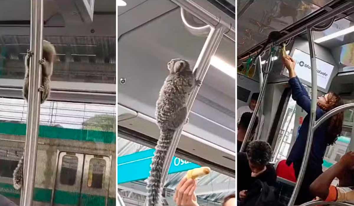 O sagui viajando no trem em São Paulo