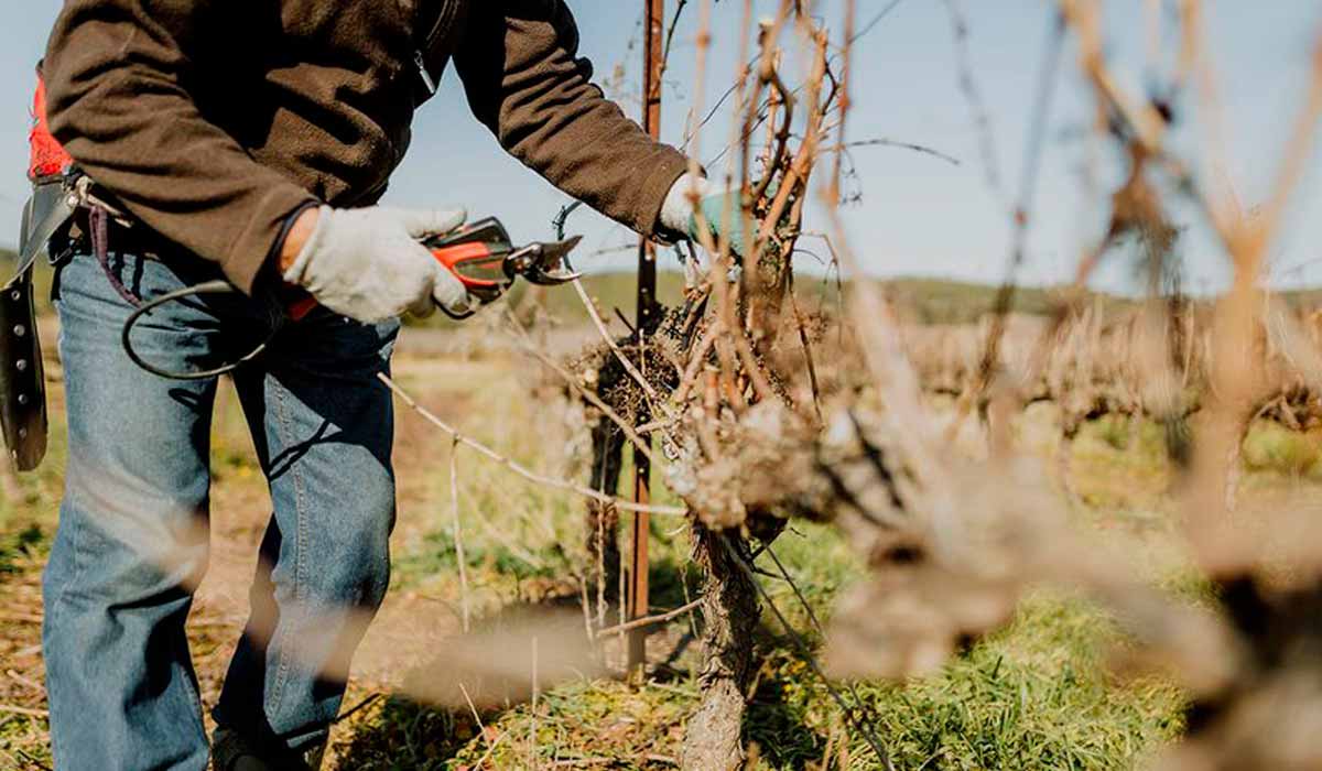 Com a dupla poda, os viticultores podem programar colheitas em épocas mais favoráveis, obtendo uvas de melhor qualidade