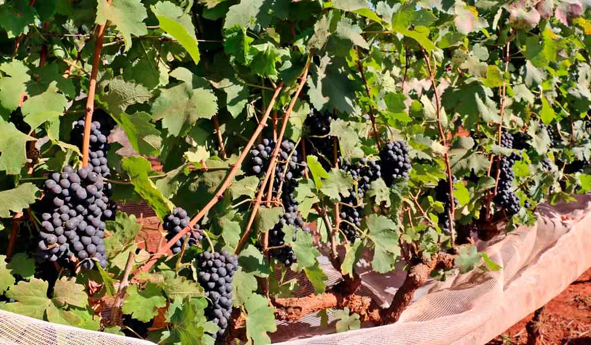 Produção de vinhos com uvas cultivadas com técnica de dupla poda ganha mercado no Sul de Minas - Foto: Epamig