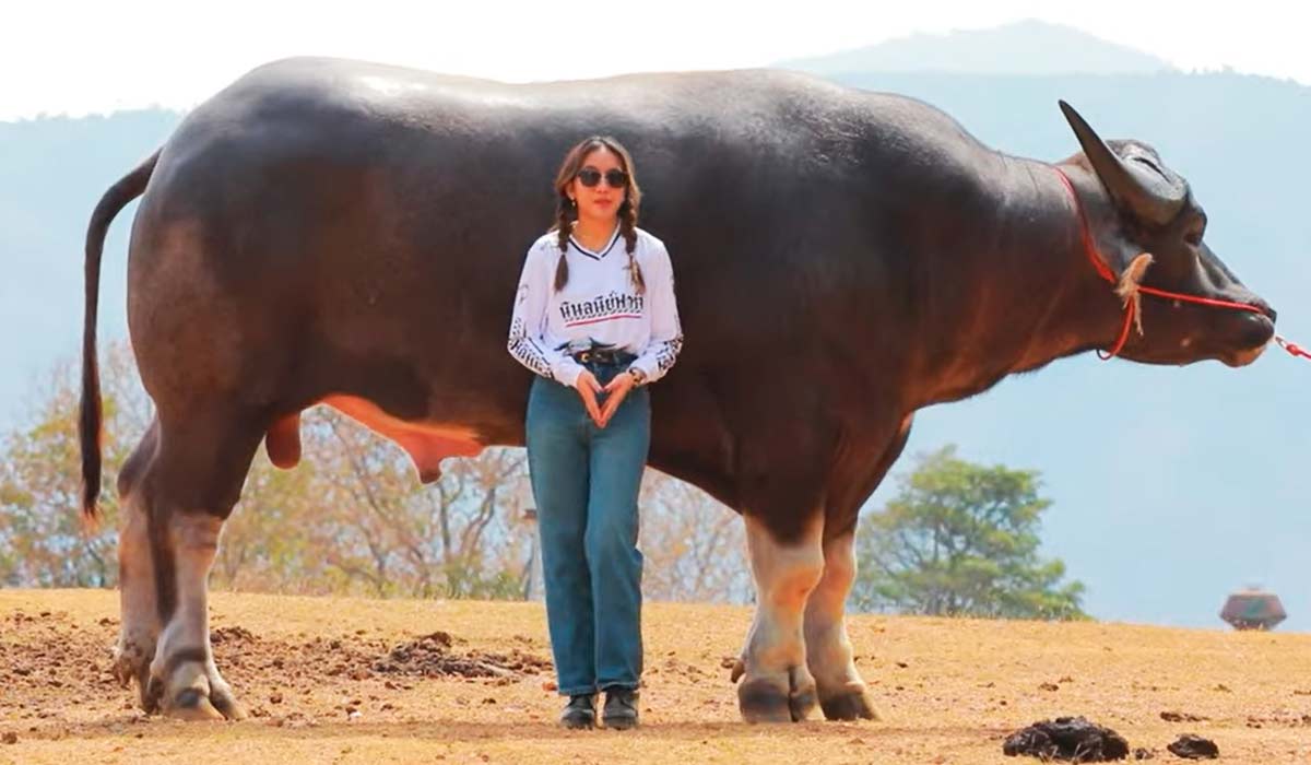 (King Kong é o búfalo aquático mais alto do mundo, medindo 1,85 metro do casco à cernelha, superando em 50 cm a média da espécie