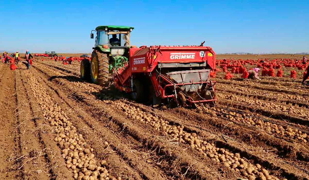 Colheita mecanizada de batatas em fazenda chinesa