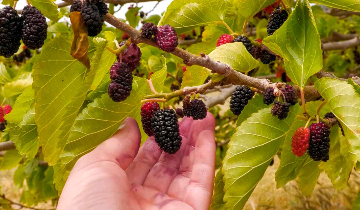 Participar de uma colheita de amora é uma das vivências em propriedades rurais - Foto: Nelli Okhrimenko