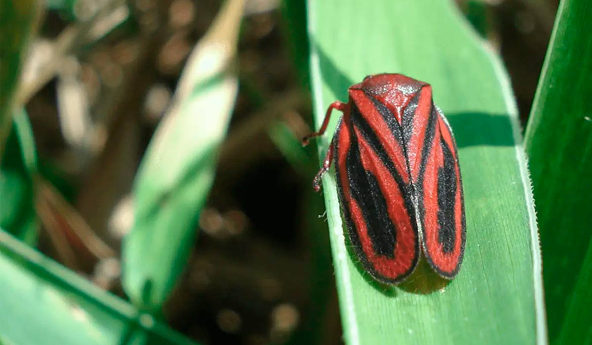 A cigarrinha-das-pastagens (Mahanarva spectabilis) causa com prejuízos de bilhões de dólares ao agronegócio brasileiro - Foto: Fabrícia Torres