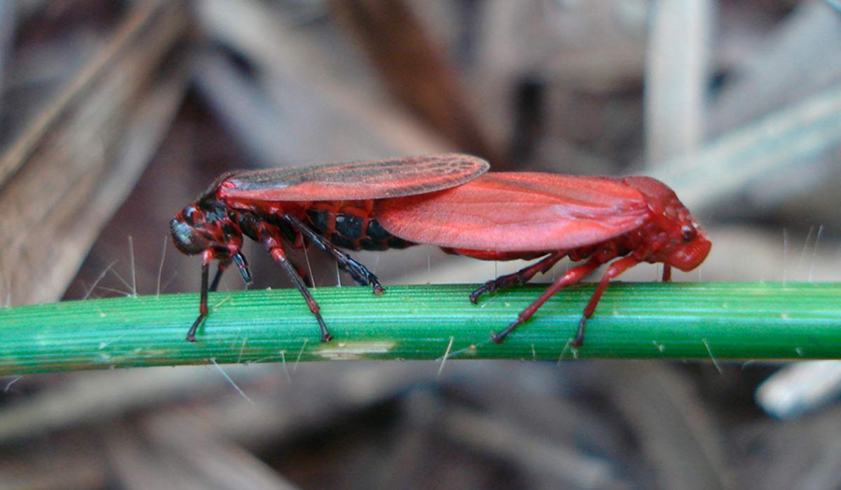 Cigarrinha-das-pastagens (Mahanarva spectabilis) - Foto: Fabrícia Torres