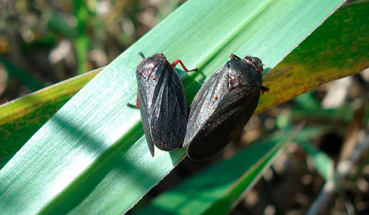 Cigarrinha-das-pastagens (Mahanarva spectabilis) - Foto: Fabrícia Torres