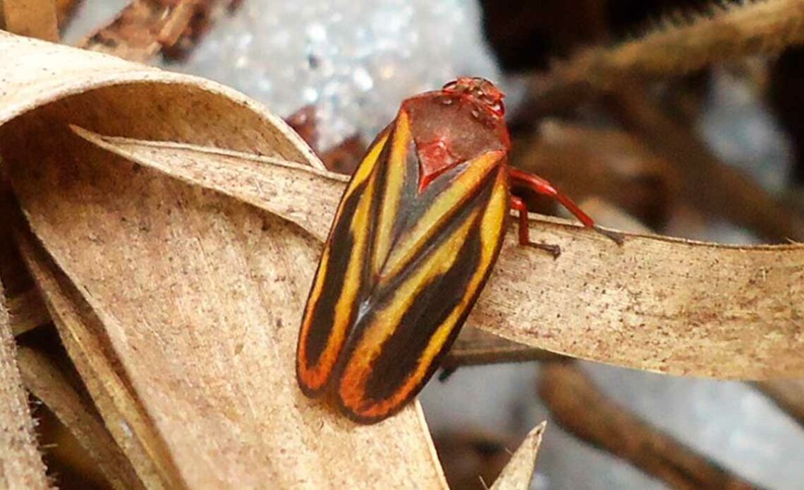 Cigarrinha-das-pastagens (Mahanarva spectabilis) - Foto: Fabrícia Torres