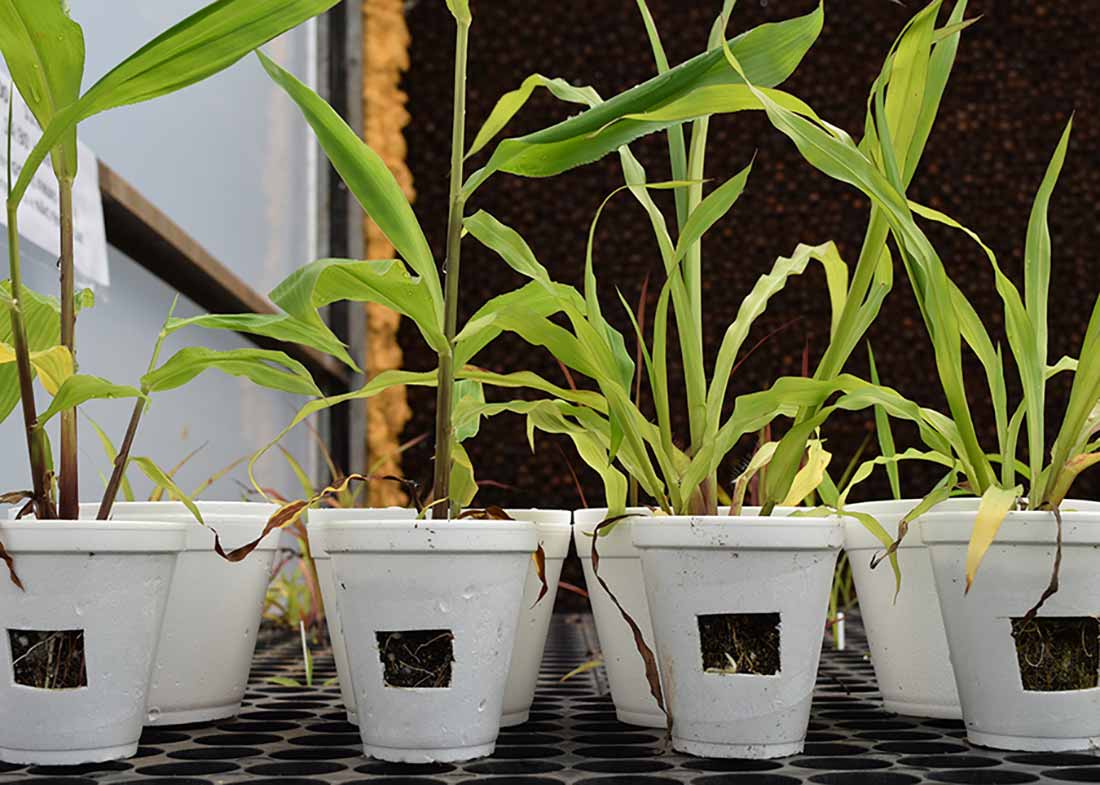 Amostras de Paspalum regnellii no trabalho em casa de vegetação - Foto: Marcos Gusmão