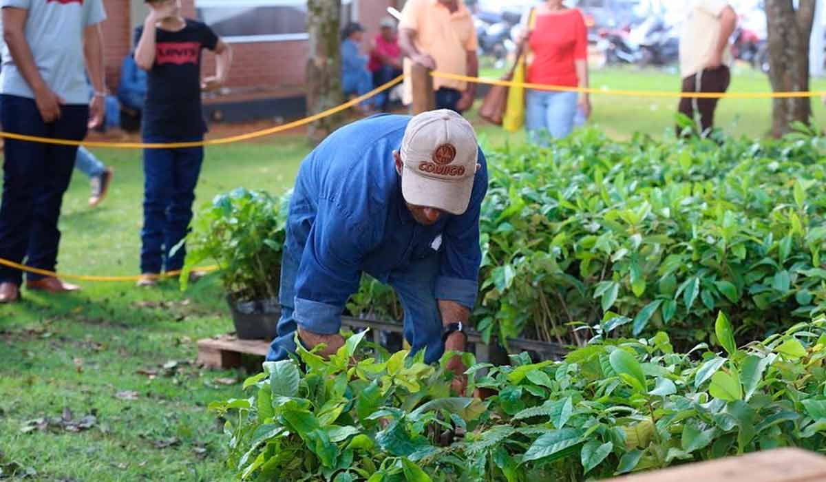 Distribuição de 22 mil mudas de árvores nativas