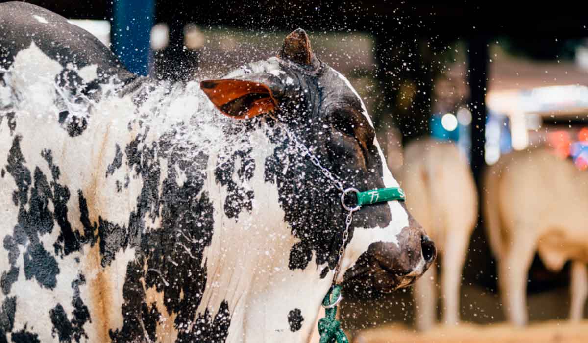 Animal sendo banhado na preparação da exposição