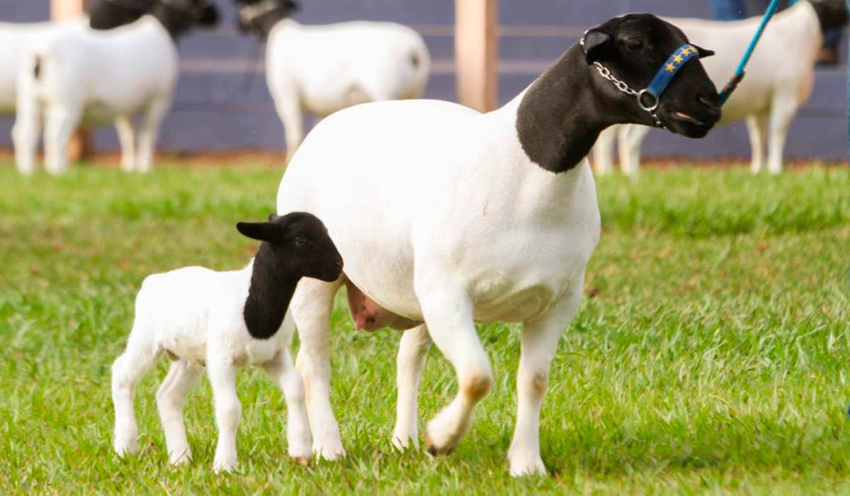 Animais na pista de julgamento