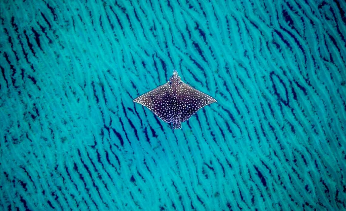 Raia-pintada nada por águas cristalinas em Deerfield Beach, Flórida