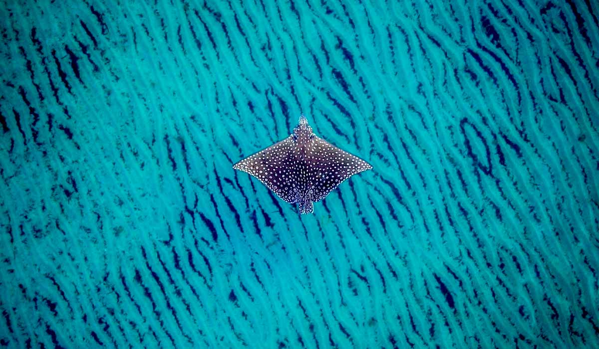 Raia-pintada nada por águas cristalinas em Deerfield Beach, Flórida