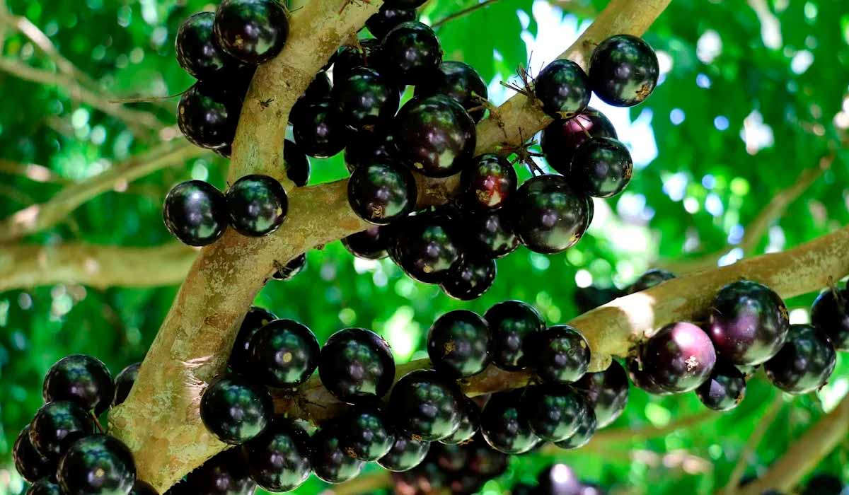 A jabuticaba de Cachoeira do Campo