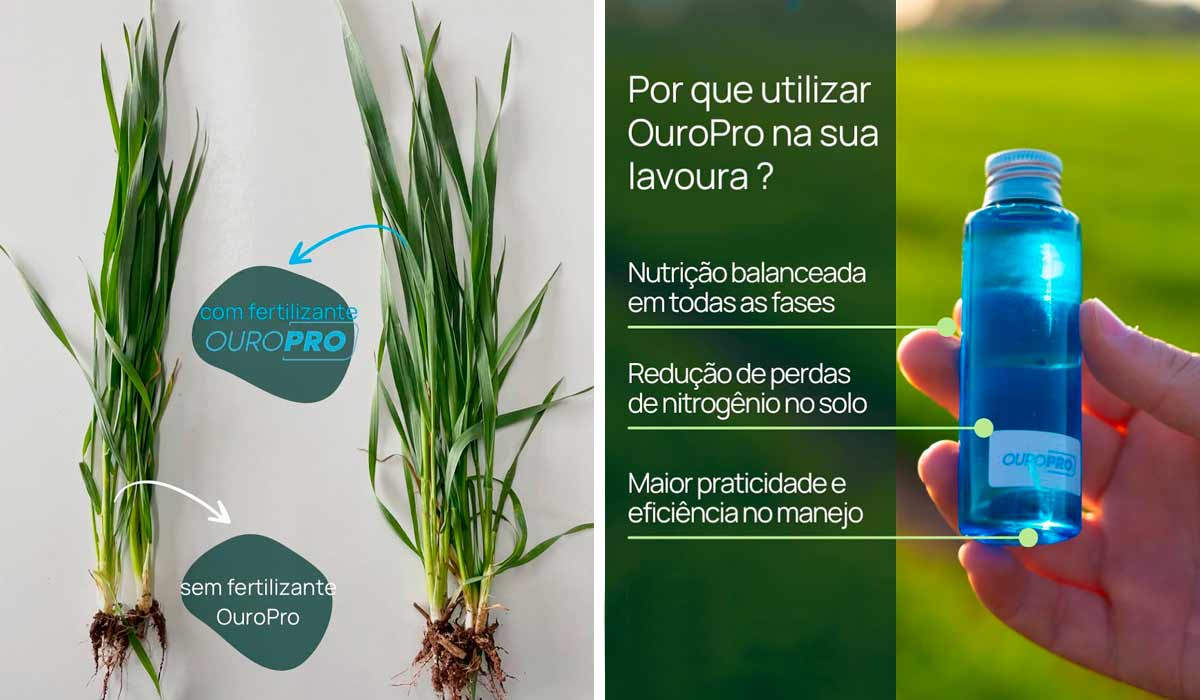 Diferenças entre planta que não recebeu o Ouro Pro e a que recebeu e por que usar o fertilizante