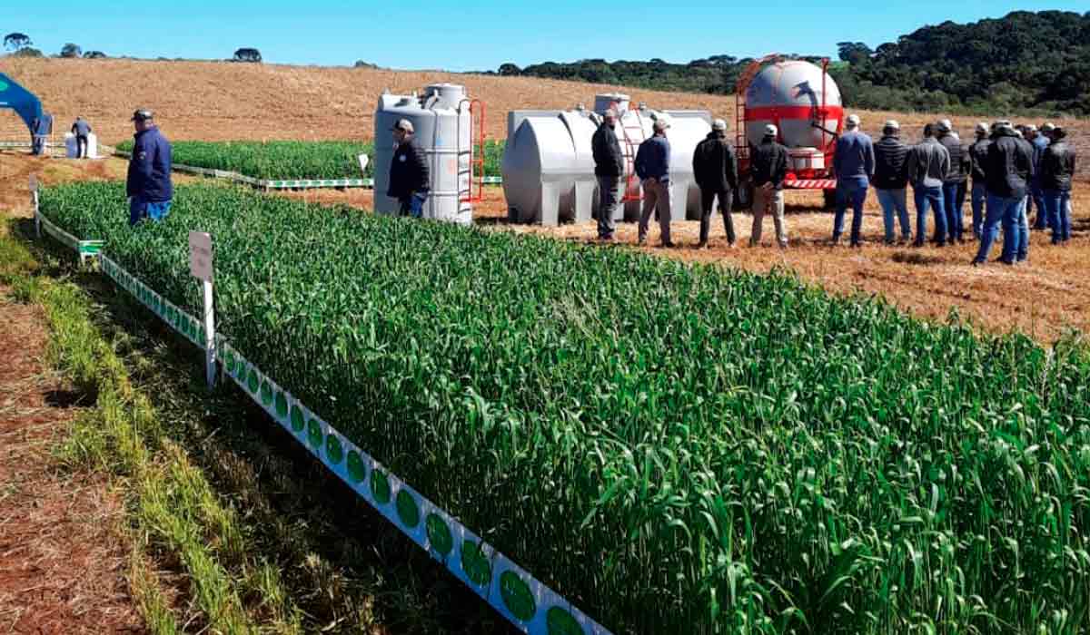 Produtores em dia de campo acompanhar de perto o resultado da aplicação do nitrogênio líquido na cultura do trigo e os seus diferenciais de manejo